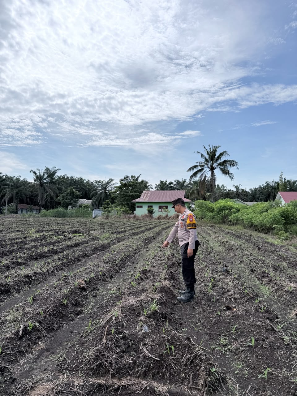 Bhabinkamtibmas Polsek Kepenuhan Monitoring Pertumbuhan Jagung Hibrida, Wujud Nyata Dukungan Polri terhadap Ketahanan Pangan